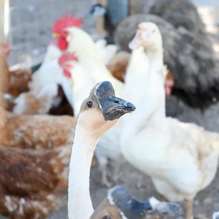 Torre Vendicari Farma